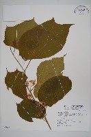 華八角楓藏品圖，第1張