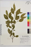 中原氏鼠李藏品圖，第1張