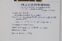 盾果草藏品圖，第2張