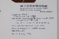 厚殼樹藏品圖，第2張