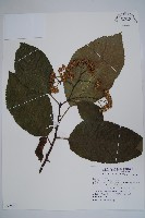 破布烏藏品圖，第1張