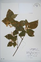 呂宋莢迷藏品圖，第1張