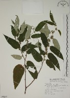 山黃麻藏品圖，第1張