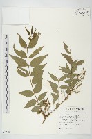 臺灣馬桑藏品圖，第1張