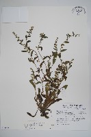 盾果草藏品圖，第1張