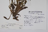 盾果草藏品圖，第2張