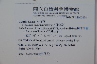 呂宋莢迷藏品圖，第2張