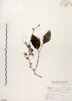 糙莖菝契藏品圖，第1張