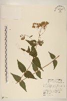 腺葉澤蘭藏品圖，第1張