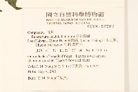 腺葉澤蘭藏品圖，第2張