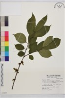 中原氏鼠李藏品圖，第1張