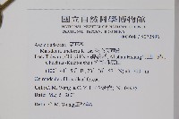 絨毛芙蓉蘭藏品圖，第2張