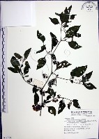 光果龍葵藏品圖，第1張