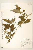 蔓黃菀藏品圖，第1張