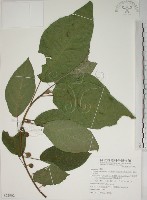 牛乳榕藏品圖，第1張