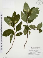 毛玉葉金花藏品圖，第1張