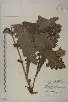 南國小薊藏品圖，第1張