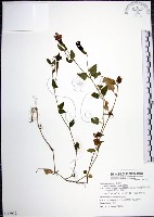 倒地蜈蚣藏品圖，第1張