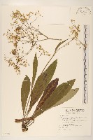 刀傷草藏品圖，第1張