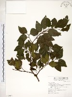 朴樹藏品圖，第1張