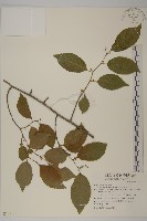 光果南蛇藤藏品圖，第1張