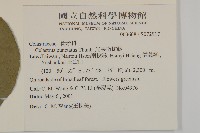 光果南蛇藤藏品圖，第2張