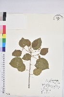 扛香藤藏品圖，第1張