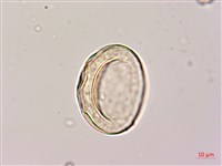 密毛魔芋藏品圖，第2張