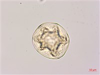 密毛魔芋藏品圖，第3張