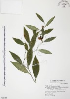 柚葉藤藏品圖，第1張