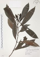 九節木、牛屎烏、青龍吐霧藏品圖，第1張