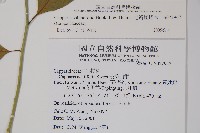 毛瓣蝴蝶木藏品圖，第2張