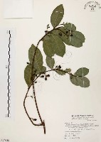 盤龍木、牛筋藤藏品圖，第1張