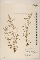 直莖鼠麴草藏品圖，第1張