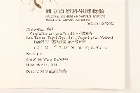 直莖鼠麴草藏品圖，第2張