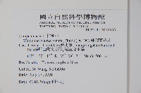 細葉蘭花參藏品圖，第2張