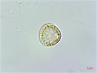 千金藤、金線吊烏龜藏品圖，第1張