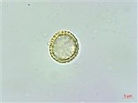 千金藤、金線吊烏龜藏品圖，第2張