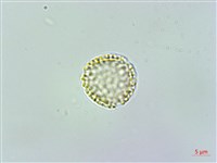 千金藤、金線吊烏龜藏品圖，第3張