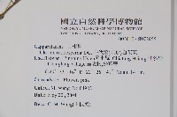 平伏莖白花菜、成功白花菜藏品圖，第2張