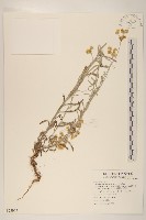 秋鼠麴草藏品圖，第1張