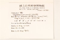 秋鼠麴草藏品圖，第2張