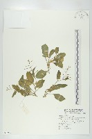 葶藶藏品圖，第1張