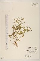 粗毛小米菊藏品圖，第1張