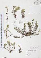 玉山龍膽藏品圖，第1張