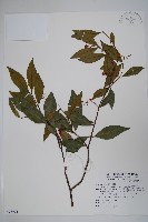 臺灣絡石藏品圖，第1張