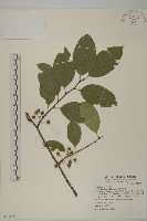 大葉南蛇藤藏品圖，第1張