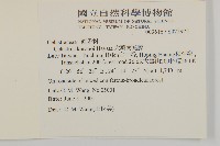 大葉南蛇藤藏品圖，第2張