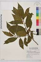 鈍齒鼠李藏品圖，第2張