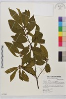 鈍齒鼠李藏品圖，第2張